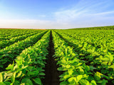 20 Organic MIDORI GIANT SOYBEAN Edamame Glycine Max Green Bean Legume Vegetable Seeds