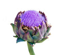 25 CARDOON Cynara Cardunculus aka Artichoke Thistle Perennial Edible Vegetable Seeds