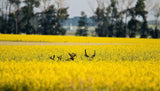 1000 ' WICHITA ' Winter CANOLA Brassica Napus Rape Oilseed Cover Crop Seeds