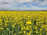1000 ' WICHITA ' Winter CANOLA Brassica Napus Rape Oilseed Cover Crop Seeds