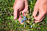 50 LOWBUSH BLUEBERRY Vaccinium Angustifolium Blue Berry Fruit Dwarf Shrub Seeds