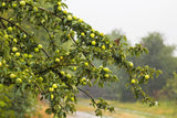 25 ANTONOVKA APPLE TREE Malus Pumila var. Antonovka Yellow Green Fruit Pink White Flower Seeds