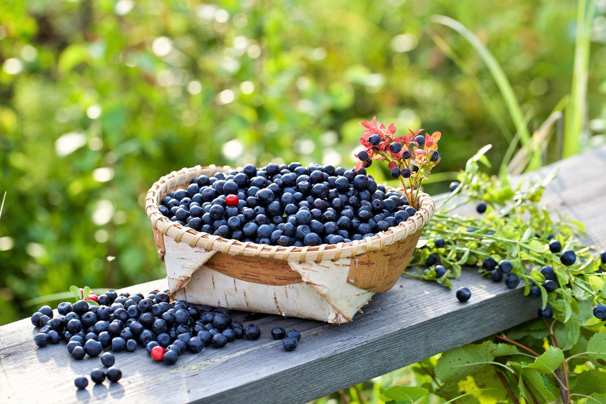 20 DWARF BILBERRY Vaccinium Caespitosum Dwarf Blueberry Whortleberry Pink Flower Blue Berry Fruit Evergreen Shrub Seeds