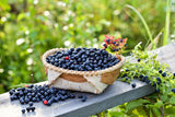 20 DWARF BILBERRY Vaccinium Caespitosum Dwarf Blueberry Whortleberry Pink Flower Blue Berry Fruit Evergreen Shrub Seeds