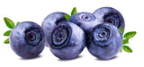 20 DWARF BILBERRY Vaccinium Caespitosum Dwarf Blueberry Whortleberry Pink Flower Blue Berry Fruit Evergreen Shrub Seeds