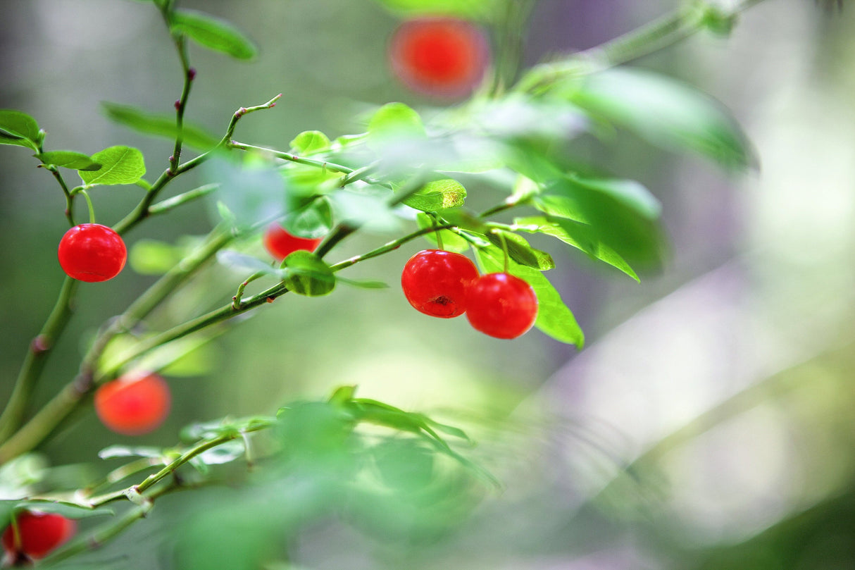 30 RED HUCKLEBERRY Vaccinium Parvifolium aka Red Blueberry & Red Bilberry Pink Flower Berry Edible Fruit Shrub Seeds