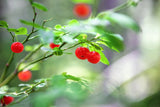 30 RED HUCKLEBERRY Vaccinium Parvifolium aka Red Blueberry & Red Bilberry Pink Flower Berry Edible Fruit Shrub Seeds