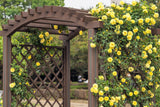 5 YELLOW CLIMBING ROSE Rosa Bush Vine Climber Fragrant Butterfly Flower Seeds