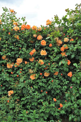 5 ORANGE CLIMBING ROSE Rosa Bush Vine Climber Fragrant Butterfly Flower Seeds