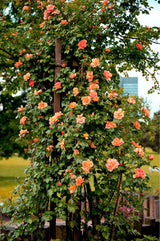 5 ORANGE CLIMBING ROSE Rosa Bush Vine Climber Fragrant Butterfly Flower Seeds