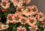 50 Dwarf APRICOT VERBENA Nana Compacta Fragrant Butterfly Flower Seeds