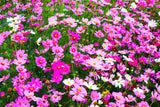 300 Mixed Colors DWARF COSMOS Bipinnatus Red Pink White Fast Growing Flower Seeds