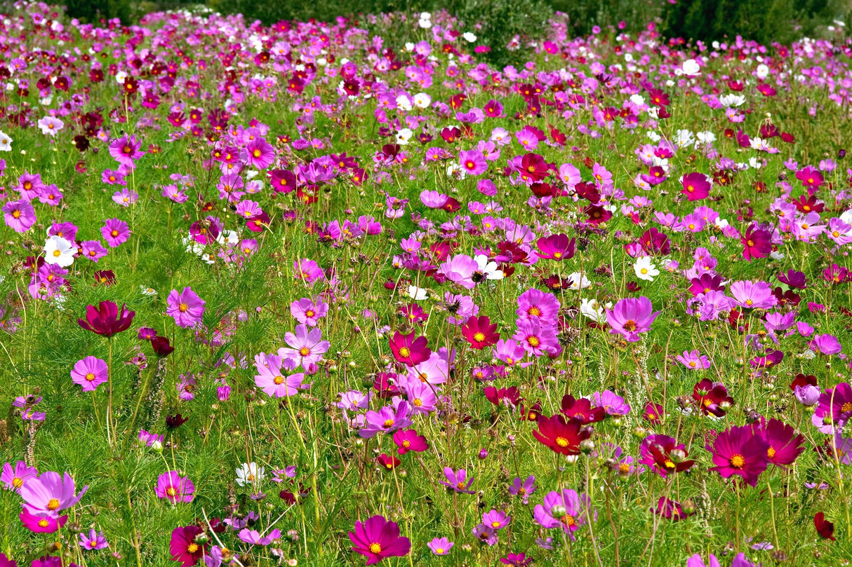 300 Mixed Colors DWARF COSMOS Bipinnatus Red Pink White Fast Growing Flower Seeds