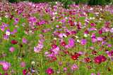 300 Mixed Colors DWARF COSMOS Bipinnatus Red Pink White Fast Growing Flower Seeds