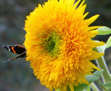 100 Double DWARF SUNGOLD SUNFLOWER Helianthus Annuus Yellow Teddy Bear Type Flower Seeds