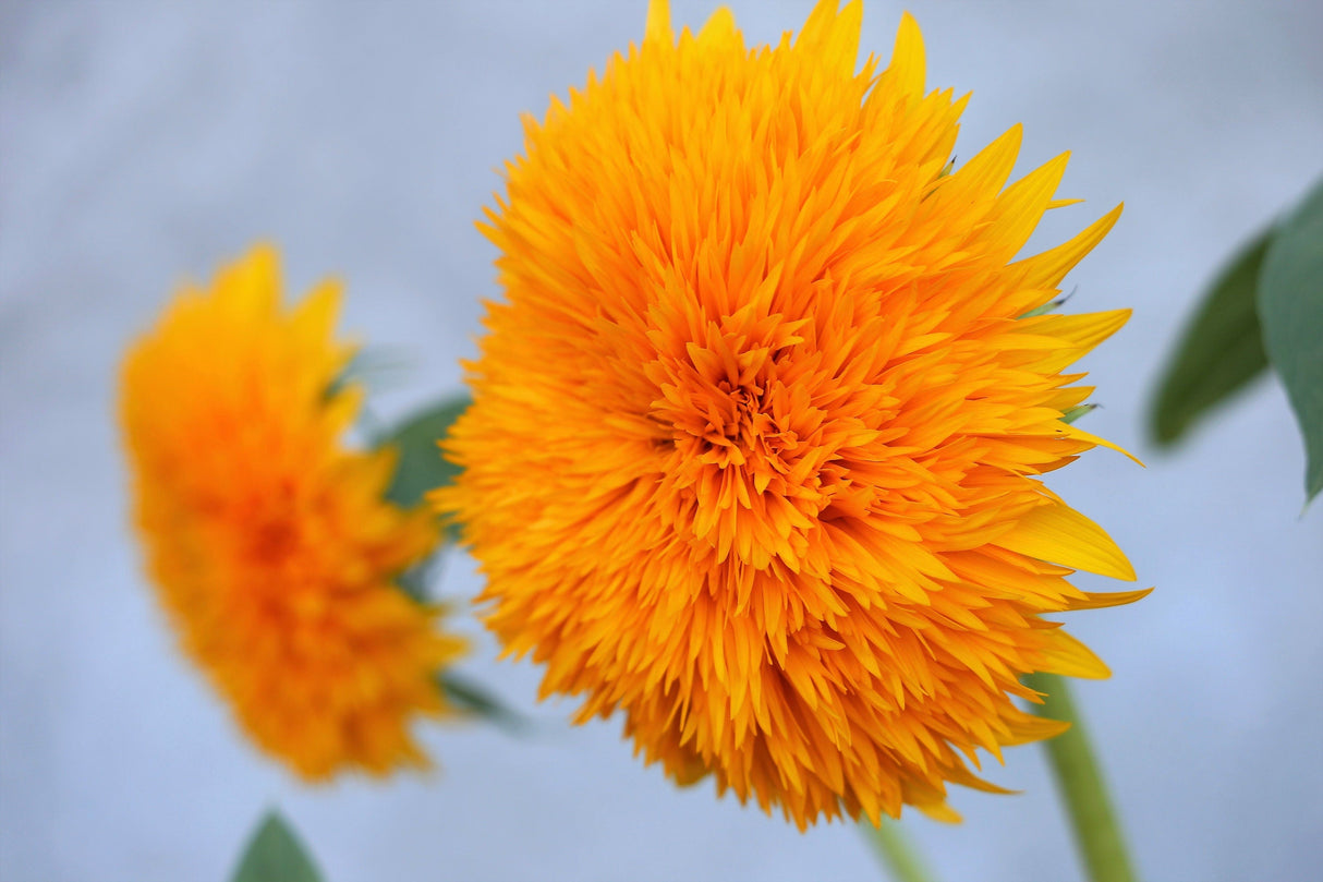 100 Double DWARF SUNGOLD SUNFLOWER Helianthus Annuus Yellow Teddy Bear Type Flower Seeds