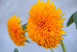 100 Double DWARF SUNGOLD SUNFLOWER Helianthus Annuus Yellow Teddy Bear Type Flower Seeds