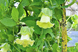 5 WHITE CATHEDRAL BELLS Vine Cup & Saucer Cobaea Scandens Alba Climber Hummingbird Flower Seeds