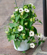 10 WHITE THUNBERGIA Alata VINE Black Eyed Susan Vine Flower Seeds