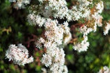 50 OKTOBERFEST SEDUM Acre Gold Moss Stonecrop Succulent Groundcover White Flower Seeds