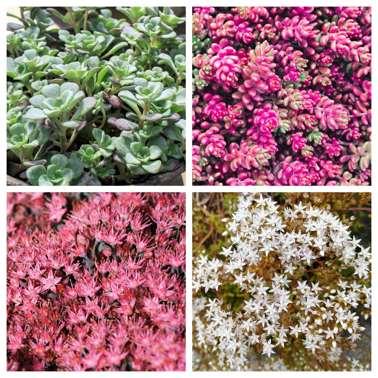 150 MIXED SEDUM Stonecrop Succulent Groundcover Red White Yellow Pink Purple Flower Seeds