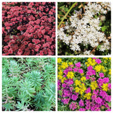 150 MIXED SEDUM Stonecrop Succulent Groundcover Red White Yellow Pink Purple Flower Seeds