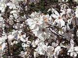 10 SWEETBAY MAGNOLIA Virginiana TREE Shrub Native Sweet Bay, White Bay, Laurel Magnolia - White 3" Fragrant Flower Seeds