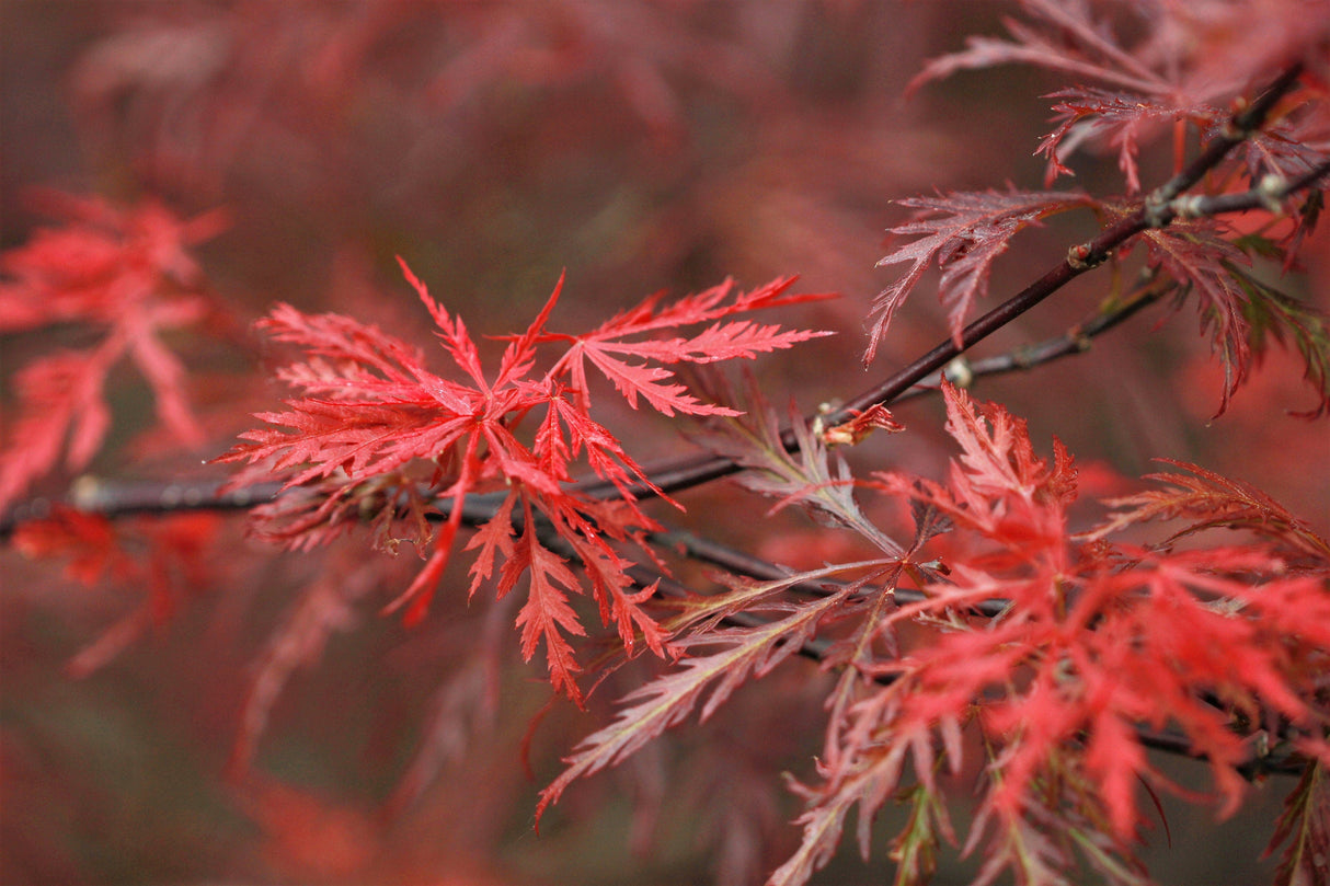 10 Red Dwarf Japanese LACELEAF MAPLE Tree Lace Blood Acer Palmatum Atropurpureum Dissectum Shrub Seeds