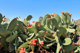 10 Orange PRICKLY PEAR CACTUS Nopal Indian Fig Opuntia Ficus-Indica Fruit Flower Seeds
