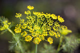 100 Organic BRONZE FENNEL Foeniculum Vulgare Purpureum Herb Bronze Foliage Yellow Flower Seeds
