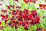 100 Mixed Colors FALSE BABYSTARS Showy Lianthus Leptosiphon Androsaceus Red Pink Purple White Yellow Orange Flower Seeds