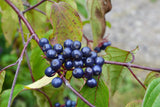 20 SILKY DOGWOOD Shrub Cornus Amomum syn. Coerulea Swida aka Kinnikinnik & Red Willow White Flower Silver Blue Berry Seeds