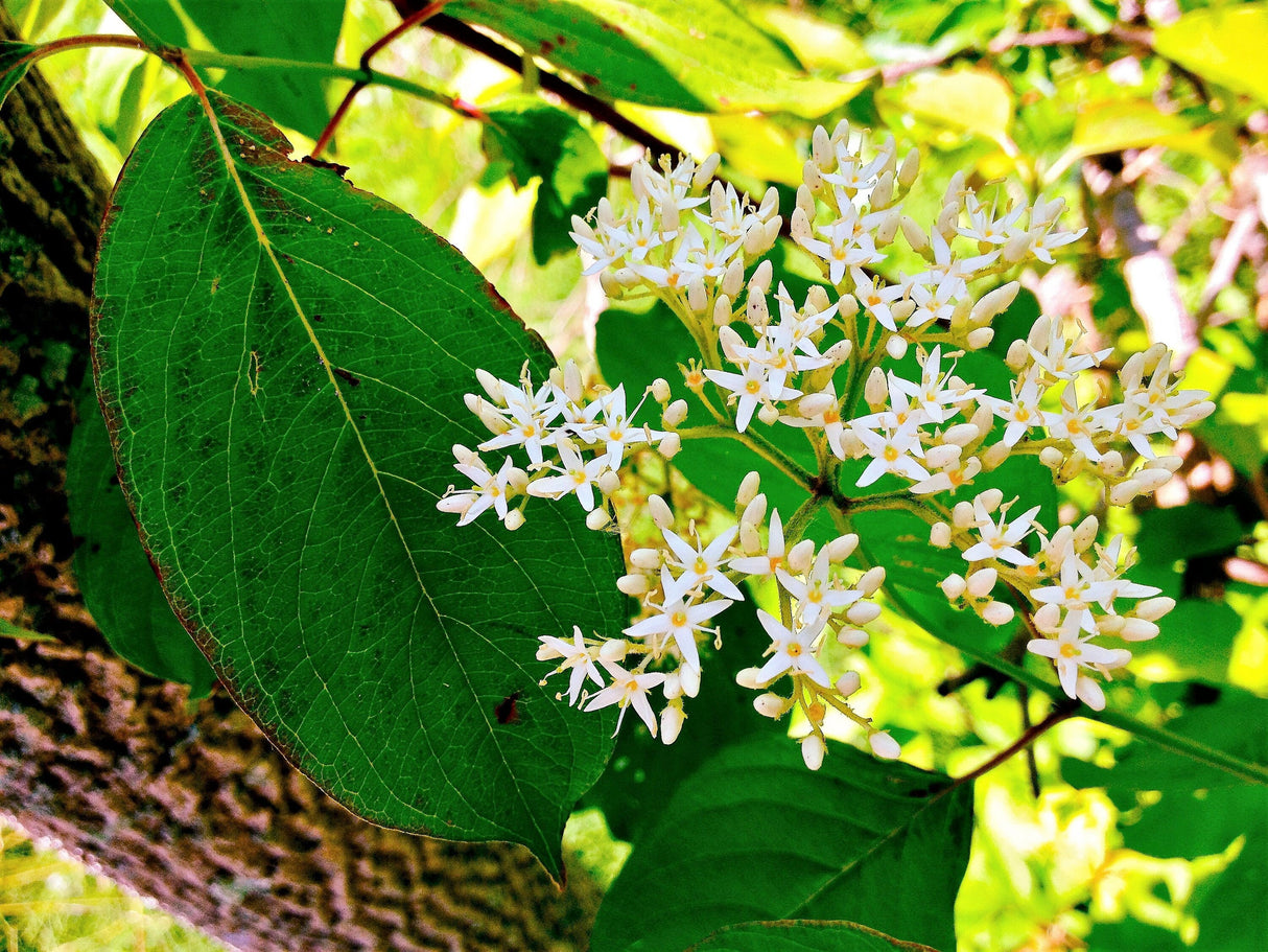 20 SILKY DOGWOOD Shrub Cornus Amomum syn. Coerulea Swida aka Kinnikinnik & Red Willow White Flower Silver Blue Berry Seeds