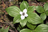 15 WESTERN BUNCHBERRY Alaskan Dogwood Canadian Cornus Unalaschkensis White Sun or Shade Groundcover Flower Edible Red Berry Herb Seeds