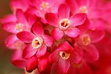 25 RED FLOWERING CURRANT Ribes Sanguineum aka Blood Currant Edible Fruit Blue Black Berries Shrub Seeds