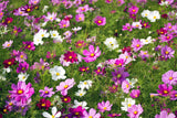 300 Mixed Colors DWARF COSMOS Bipinnatus Red Pink White Fast Growing Flower Seeds