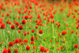 50 STRAWBERRY FIELDS GOMPHRENA Haageana Rio Grande Globe Amaranth Scarlet Red Flower Seeds