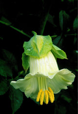 5 WHITE CATHEDRAL BELLS Vine Cup & Saucer Cobaea Scandens Alba Climber Hummingbird Flower Seeds