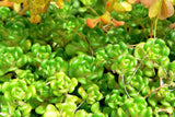 50 OREGON STONECROP Sedum Oreganum - Green Bronze Orange Red Succulent Foliage - Native Yellow Groundcover Flower Seeds
