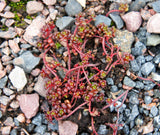 50 OREGON STONECROP Sedum Oreganum - Green Bronze Orange Red Succulent Foliage - Native Yellow Groundcover Flower Seeds