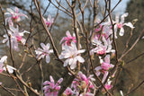 5 LOEBNER MAGNOLIA Loebneri TREE Shrub Seeds - Cross of M Stellata & Kobus - Fragrant Pink White Huge 3 - 5" Wide Flowers