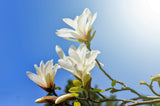 10 KOBUS MAGNOLIA TREE aka Japanese Magnolia or Kobushi - White Pink 4" Fragrant Flower Seeds