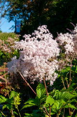 100 SIBERIAN MEADOWSWEET Filipendula Palmata Meadow Sweet Pink White Flower Seeds