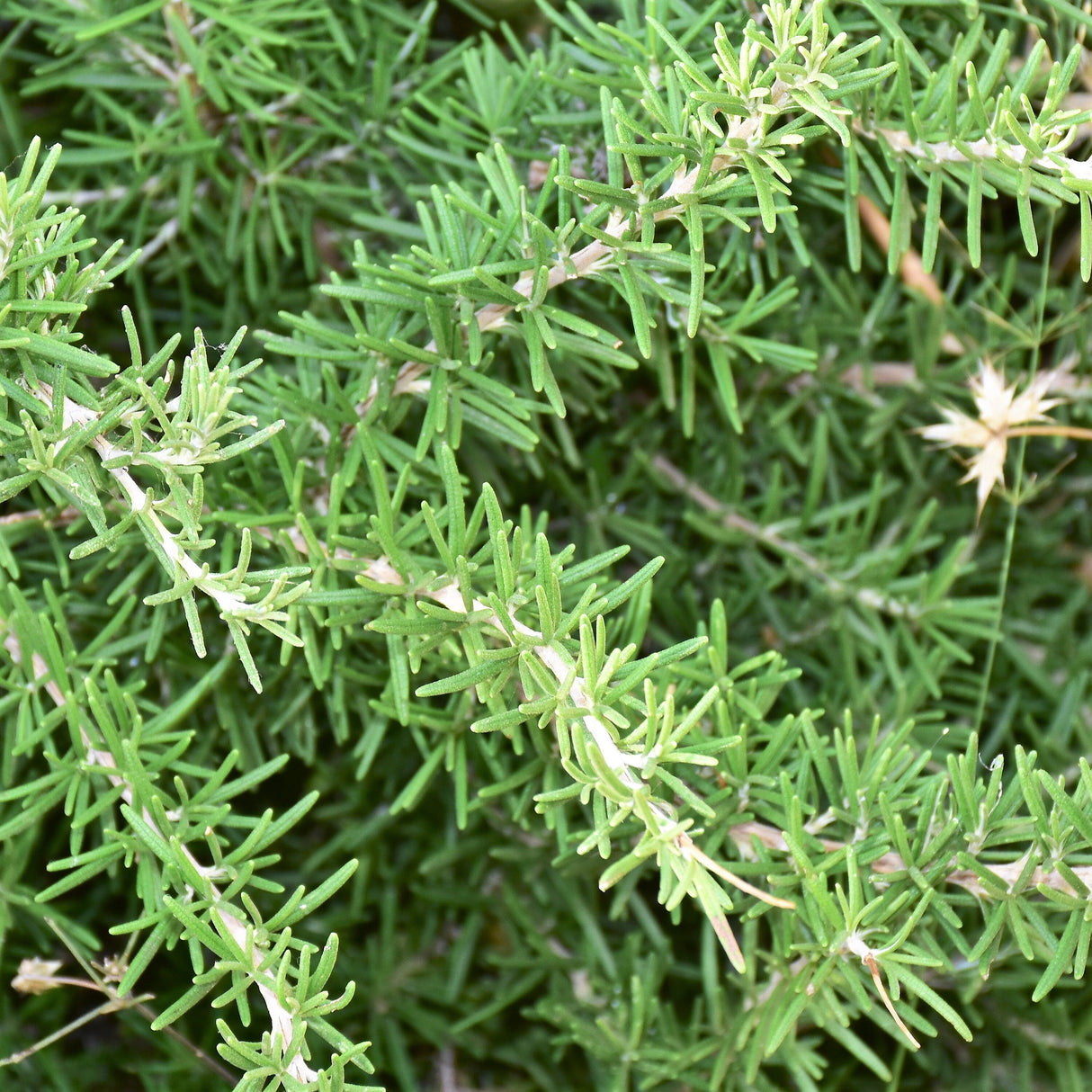 40 CONEHEAD THYME Thymus Capitatus syn. Thymbra Capitata Mediterranean aka Spanish Oregano Persian Hyssop Herb Purple Flower Seeds