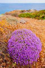 40 CONEHEAD THYME Thymus Capitatus syn. Thymbra Capitata Mediterranean aka Spanish Oregano Persian Hyssop Herb Purple Flower Seeds
