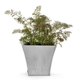 100 Organic BRONZE FENNEL Foeniculum Vulgare Purpureum Herb Bronze Foliage Yellow Flower Seeds