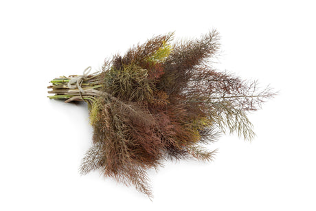 100 Organic BRONZE FENNEL Foeniculum Vulgare Purpureum Herb Bronze Foliage Yellow Flower Seeds