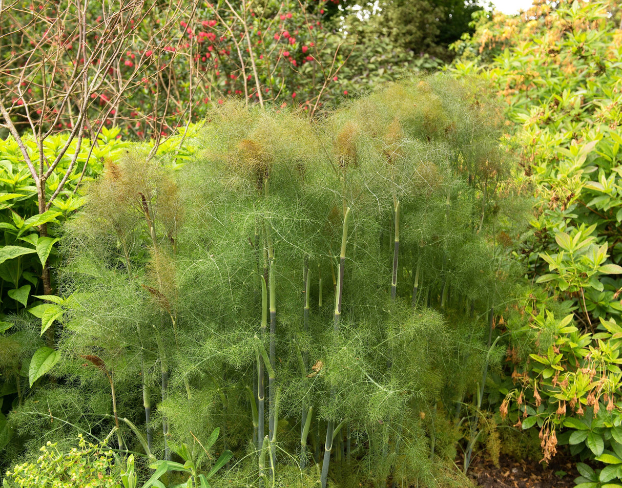 100 Organic BRONZE FENNEL Foeniculum Vulgare Purpureum Herb Bronze Foliage Yellow Flower Seeds