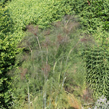 100 Organic BRONZE FENNEL Foeniculum Vulgare Purpureum Herb Bronze Foliage Yellow Flower Seeds
