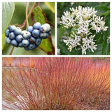 20 SILKY DOGWOOD Shrub Cornus Amomum syn. Coerulea Swida aka Kinnikinnik & Red Willow White Flower Silver Blue Berry Seeds